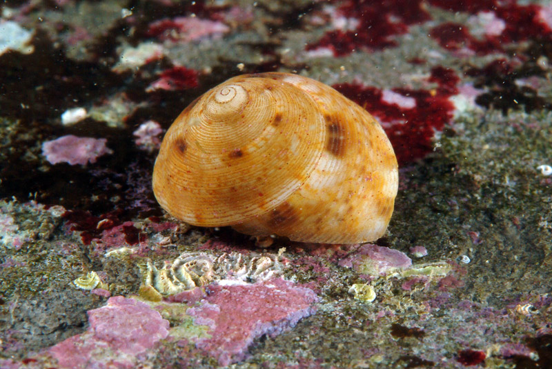 Gibbula varia